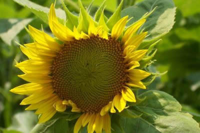 Artist's Flower Reference Photos: Sunflowers