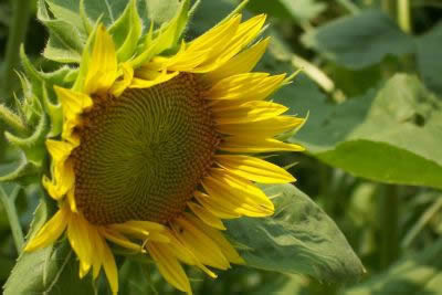 Artist's Flower Reference Photos: Sunflowers