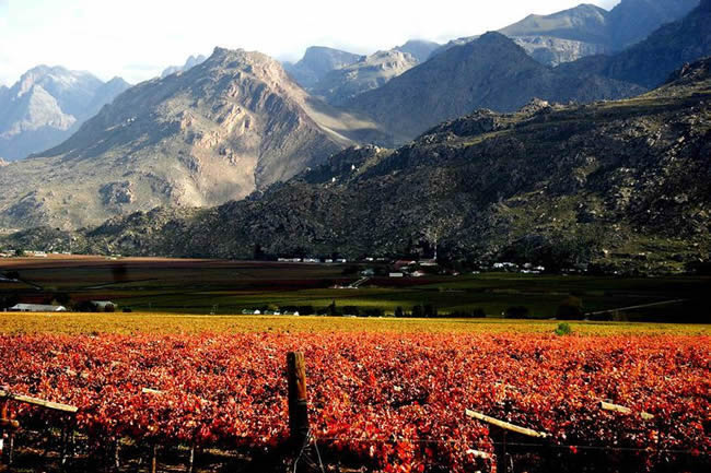 Flowers and mountains in the Hex River Valley on a bright, sunny day.