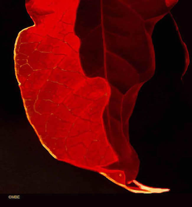 Image: ©2006 Marion Boddy-Evans