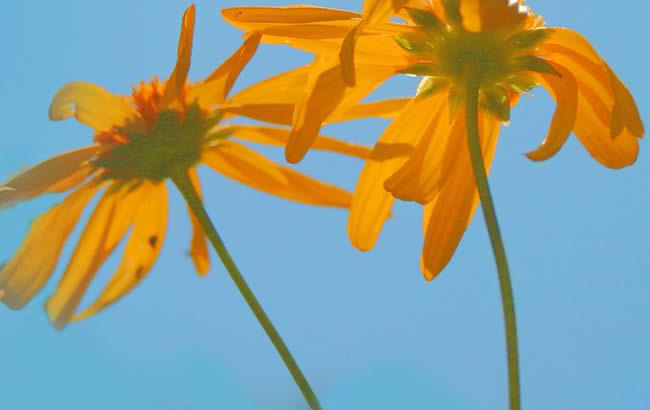 Abstract Art Painting Idea Daisy