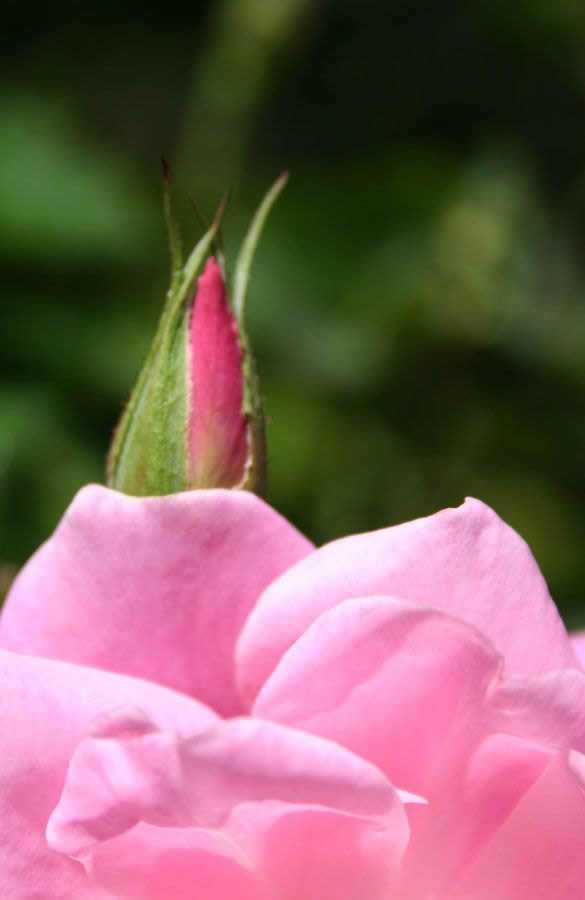 Abstract Art Painting Ideas: Rose