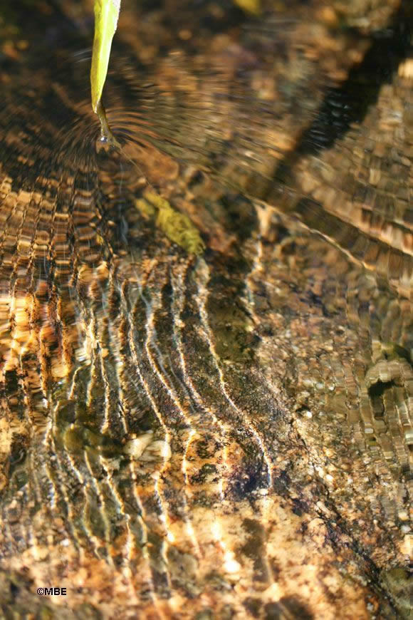 Reference Photos for Artists: Abstracts from Nature