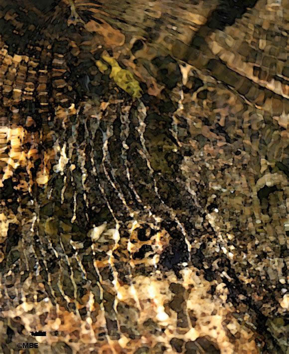 Reference Photos for Artists: Abstracts from Nature