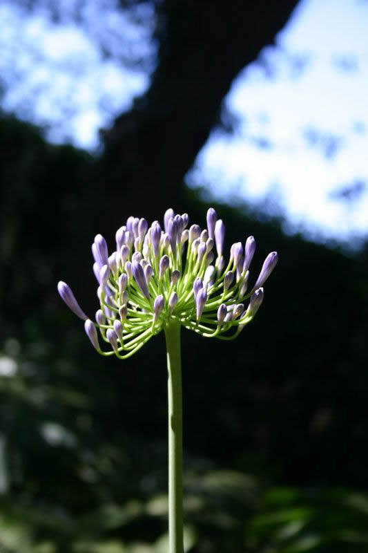 Reference Photographs for Artists : Flowers Agapanthus