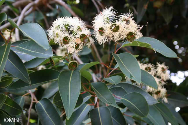 Reference Photographs for Artists : Flowers