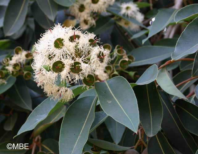 Reference Photographs for Artists : Flowering Gum Tree