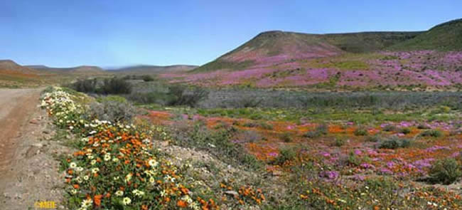 Multicolored flowers and hills under a perfect blue sky.