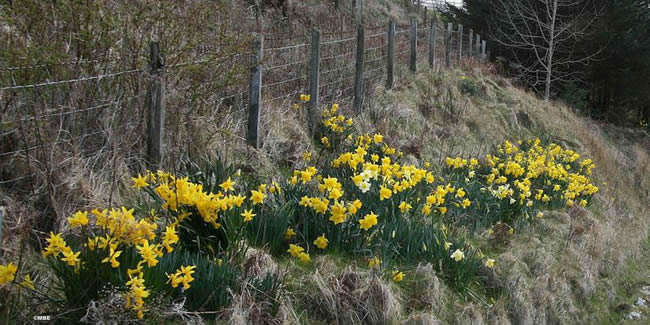 Daffodils Reference Photo for Artists