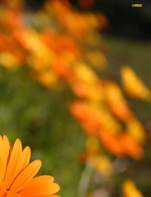 Flower Reference Photos for Artists: Daisy