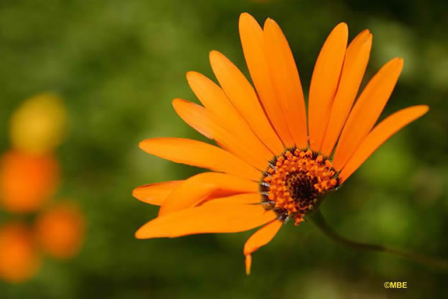 Flower Reference Photos for Artists: Daisy