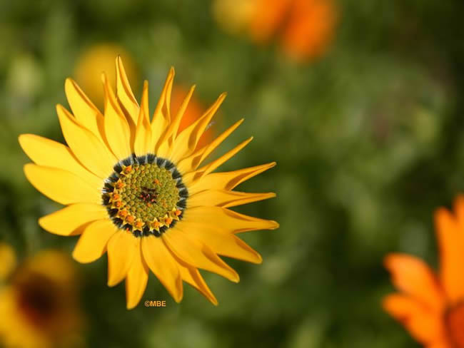 Flower Reference Photos for Artists: Daisy