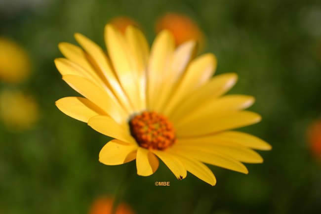 Flower Reference Photos for Artists: Daisy