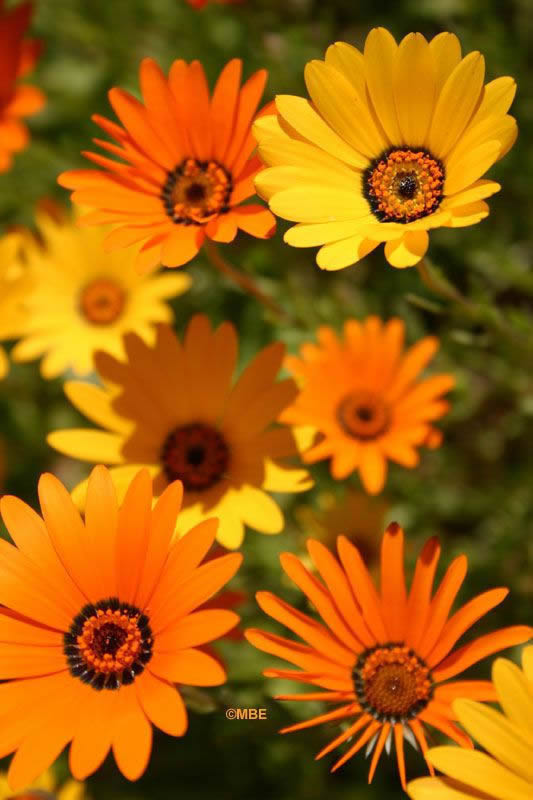 Flower Reference Photos for Artists: Daisy