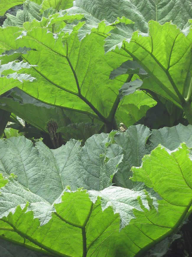 Reference photo for painting green leaves