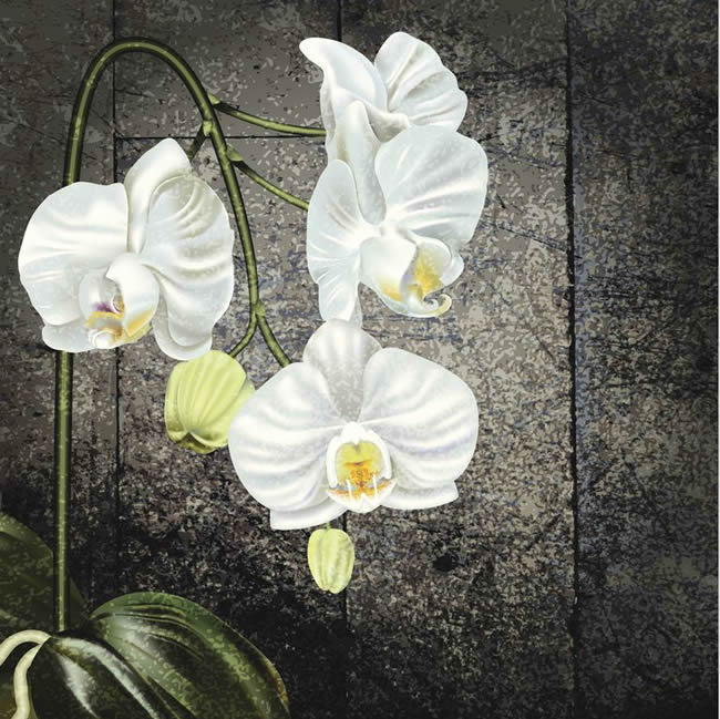 White Phalaenopsis Orchid On Old Wood