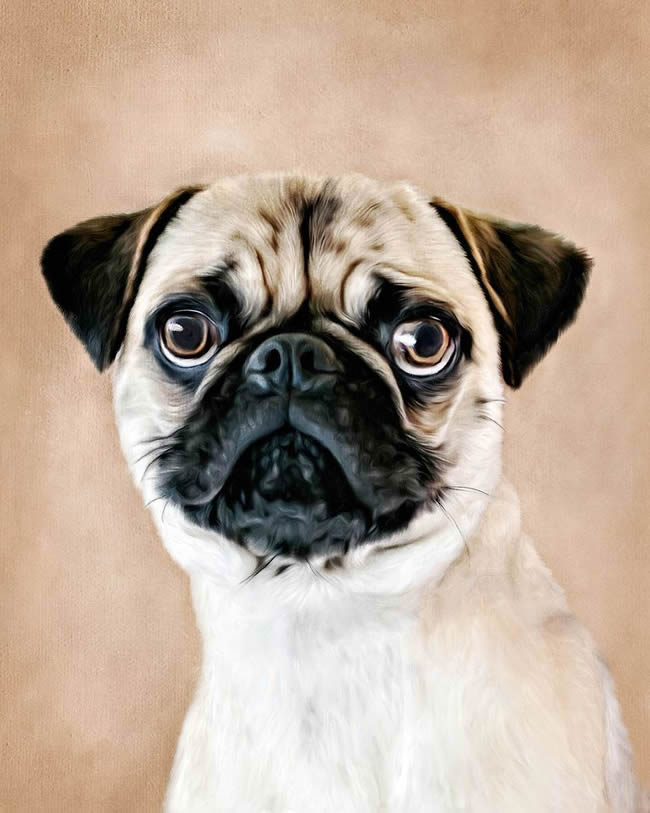 oil painting of a Pug with a brown background