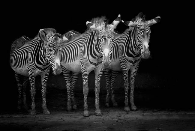 Painted Zebras