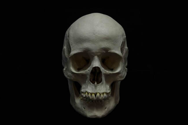 Studio Shot Of Human Skull