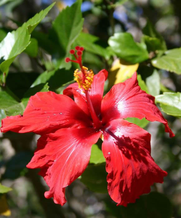 Reference Photographs for Artists : Flowers Red Hibiscus