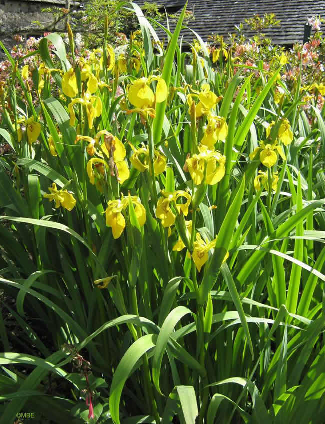 Reference photo for painting yellow irises
