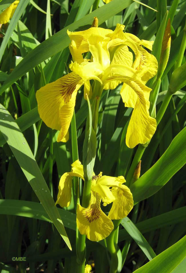 Reference photo for painting yellow irises