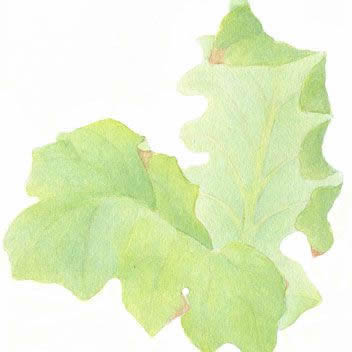 Painting glazes with watercolor