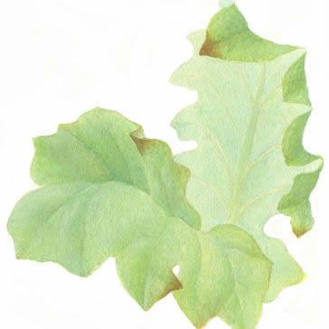 Painting glazes with watercolor