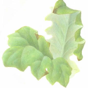 Painting glazes with watercolor