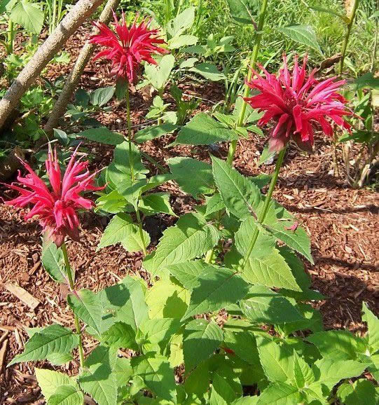 Flower Reference Photos for Artists: Bee Balm (Monarda didyma)