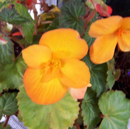 Flower Reference Photos for Artists: Begonia