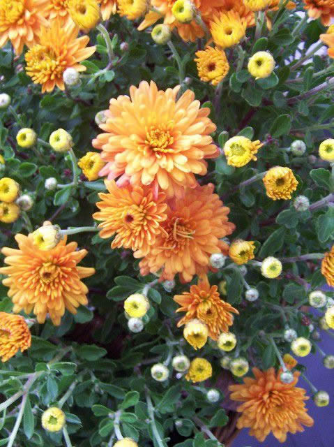 Flower Reference Photos for Artists: Chrysanthemums