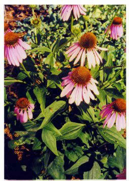 Flower Reference Photos for Artists: Pink Cone Flowers