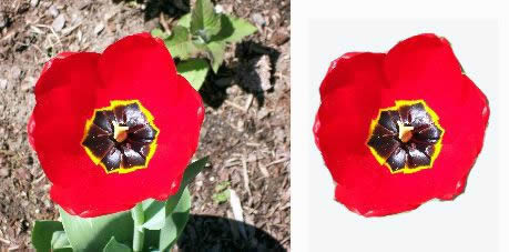 Abstract Art Painting Ideas from Flowers