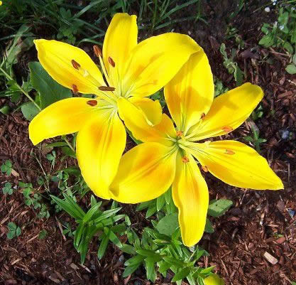 Reference Photographs for Artists : Flowers