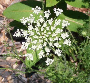 Reference Photographs for Artists : Queen Ann Lace Flower
