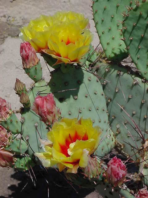 Flower Reference Photos for Artists: Prickly pear cactus