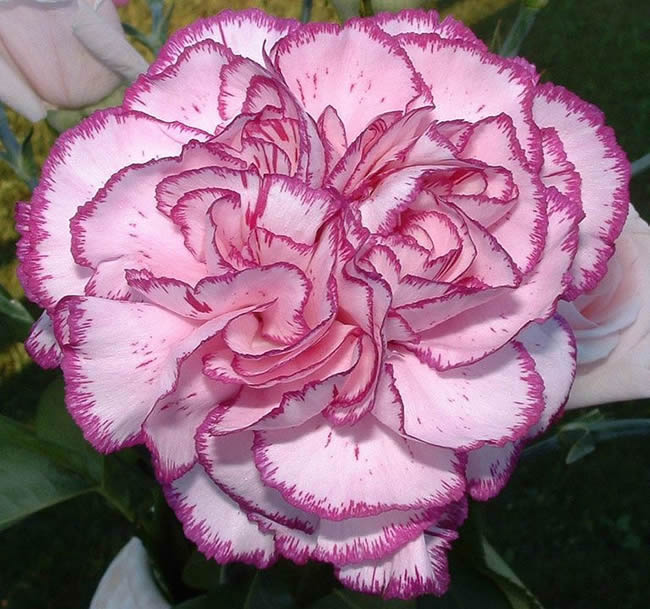 Artist's reference photos