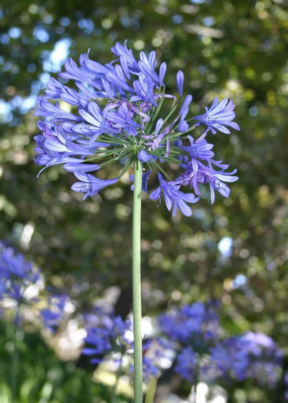 Reference Photographs for Artists : Flowers Agapanthus