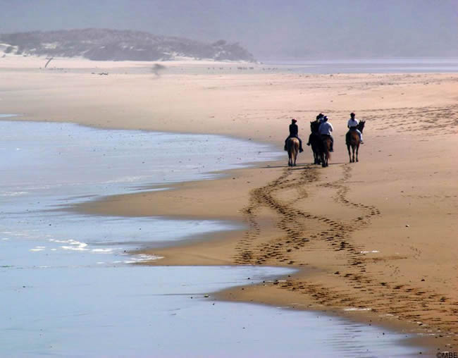 Free Artists Reference Photo Horses on a Beach