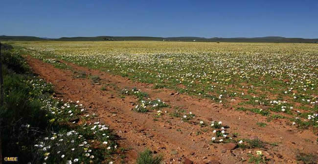 Spring flowers South Africa under a cloudless blue sky.