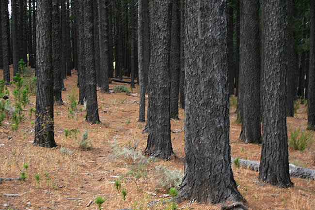 Painting trees