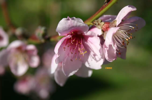 Flower Reference Photos for Artists: Pink Blossom on a Nectarine Tree