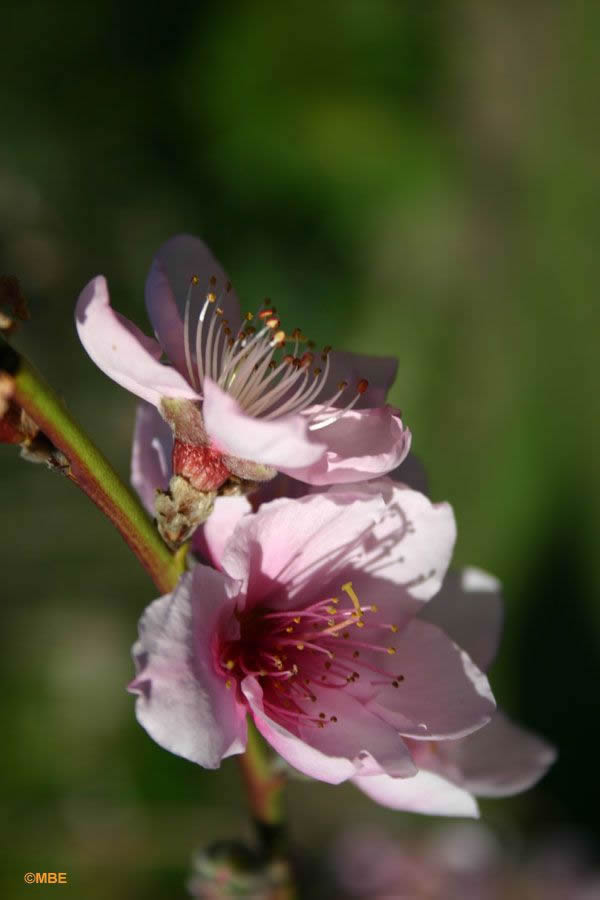 Flower Reference Photos for Artists: Pink Blossom on a Nectarine Tree