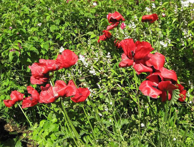 Reference photo for painting red poppies