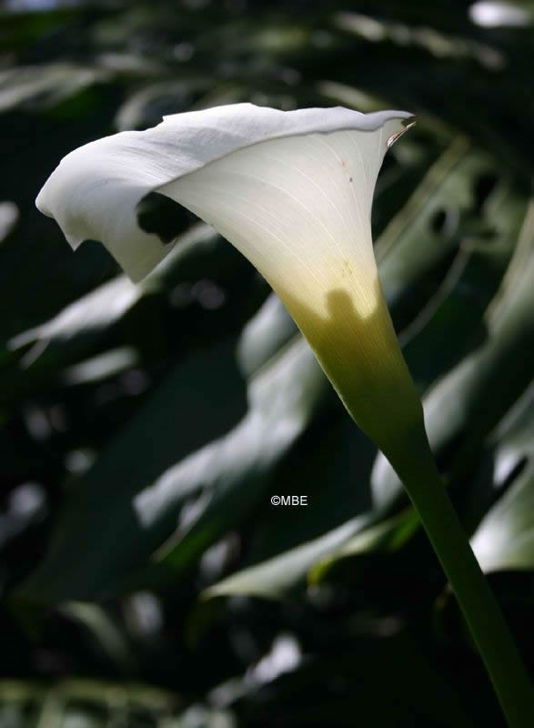 Reference Photographs for Artists : Flowers