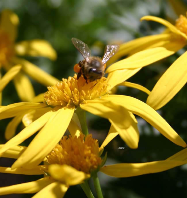 Reference Photographs for Artists : Bee on Flower