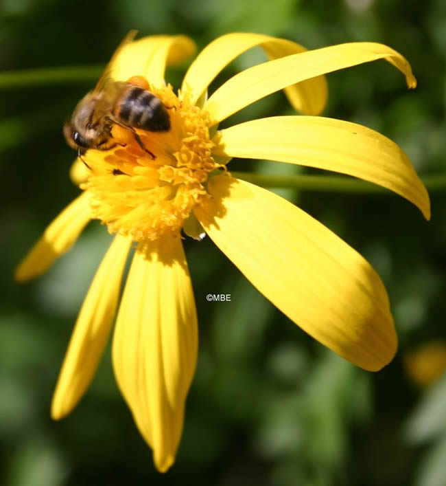 Reference Photographs for Artists : Bee on Flower