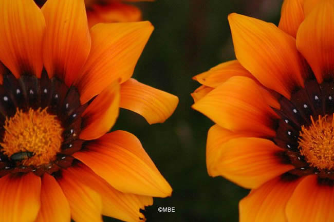 Reference Photographs for Artists : Flowers and Daisies