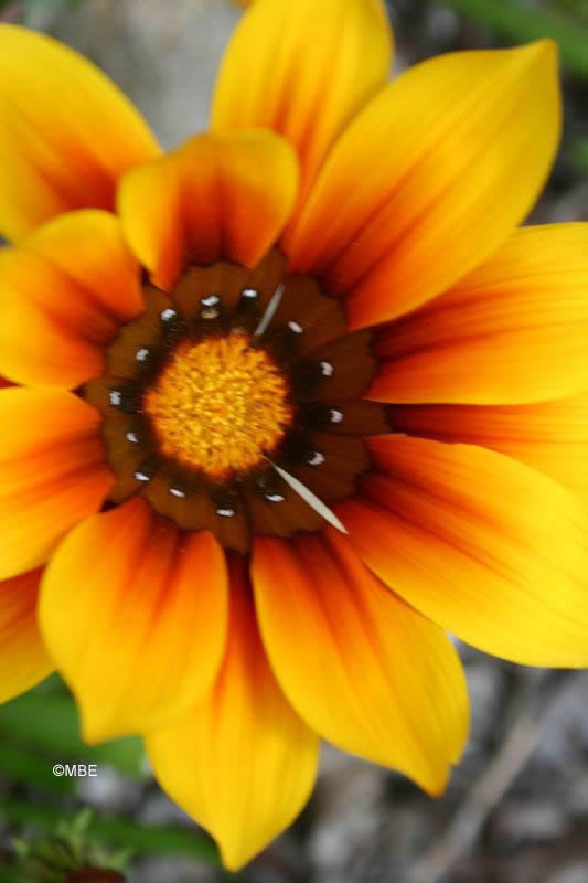 Reference Photographs for Artists : Flowers and Daisies